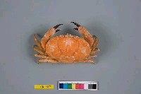 藏品(蕾仿愛潔蟹)的圖片